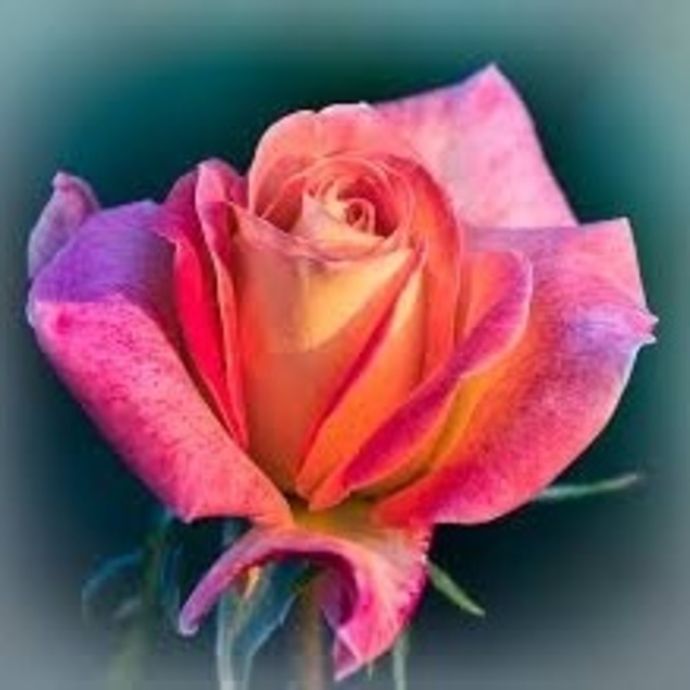 Meet your Posher, Rose